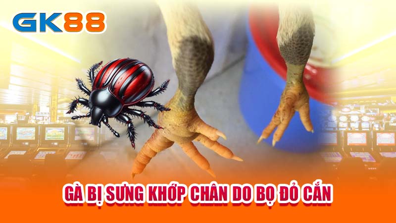 Gà bị sưng khớp chân do bọ đỏ cắn