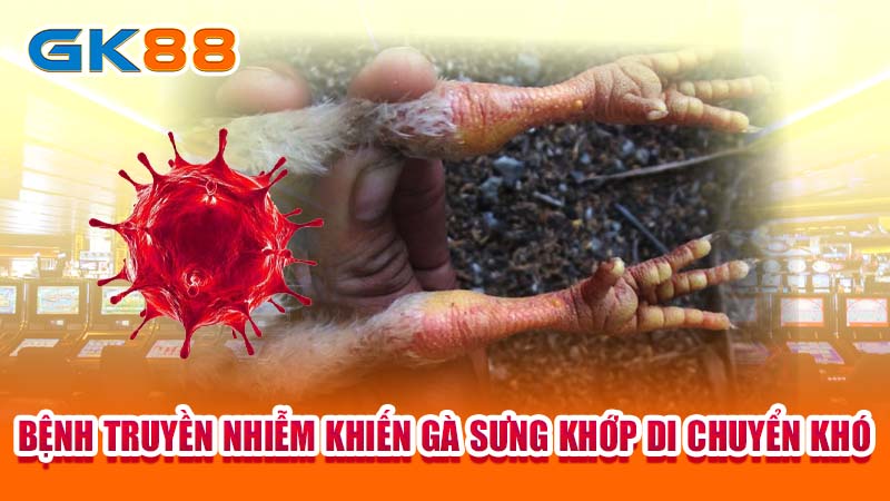 Bệnh truyền nhiễm khiến gà sưng khớp di chuyển khó