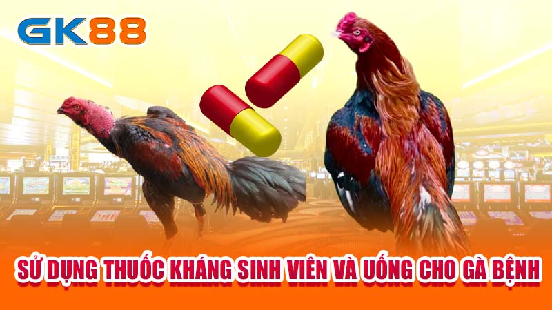 Sử dụng thuốc kháng sinh viên và uống cho gà bệnh